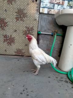 Hera Aseel Male For sale