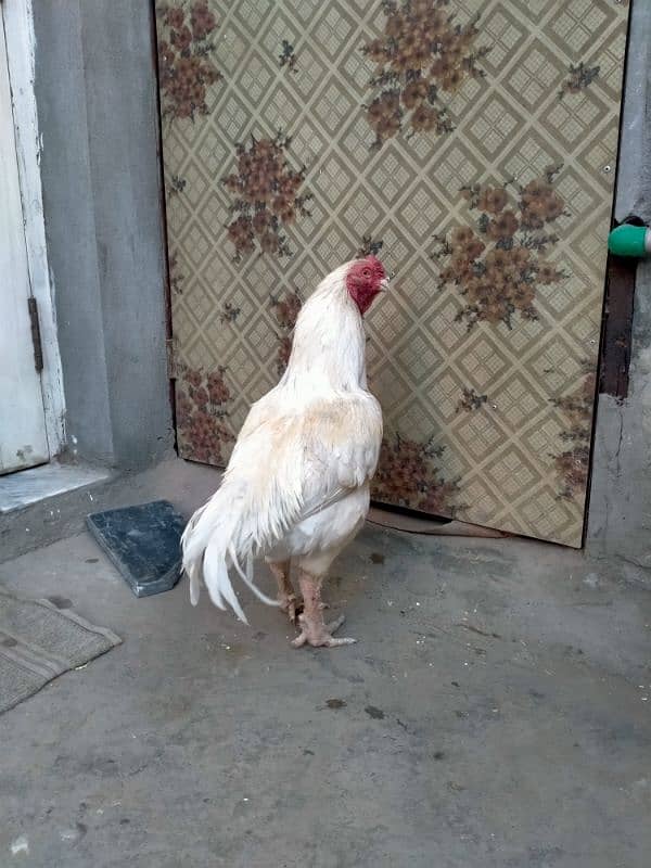 Hera Aseel Male For sale 2