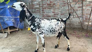 Bakri pregnant goat mahki chini