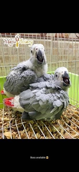 Grey Parrot Chicks 0