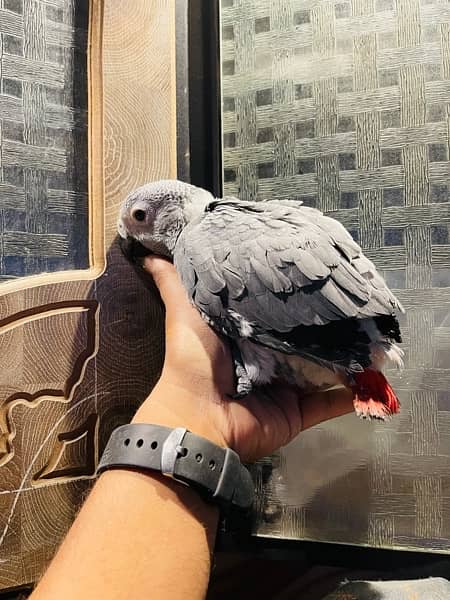 Grey Parrot Chicks 1