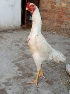 white oh shamo chicks