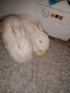 English rabbit angora