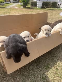 Lab Puppies for Sale