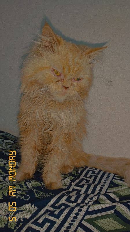 female cat triple cotted punch face ful active Whatsapp nu 03124939692 6