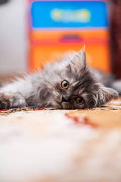 Grey and white persian kitten