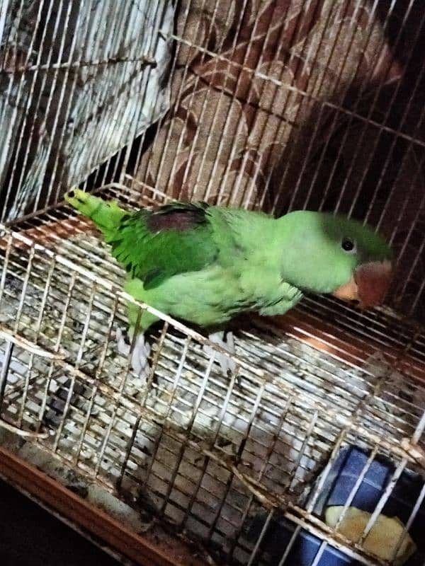 Kashmiri Pahari Raw Parrot Chick 0