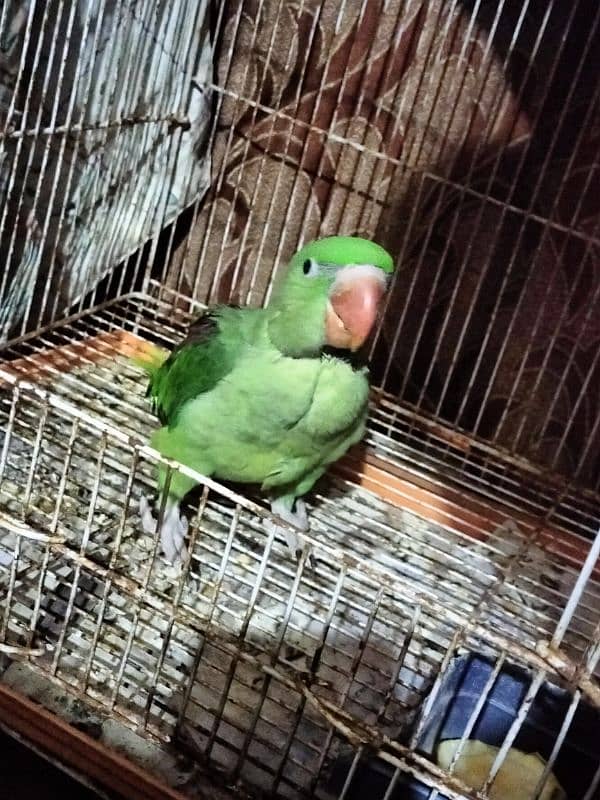 Kashmiri Pahari Raw Parrot Chick 1