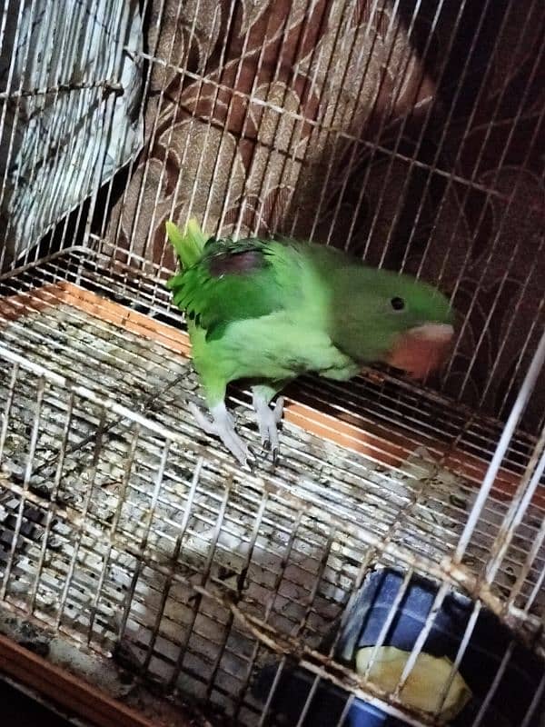 Kashmiri Pahari Raw Parrot Chick 2