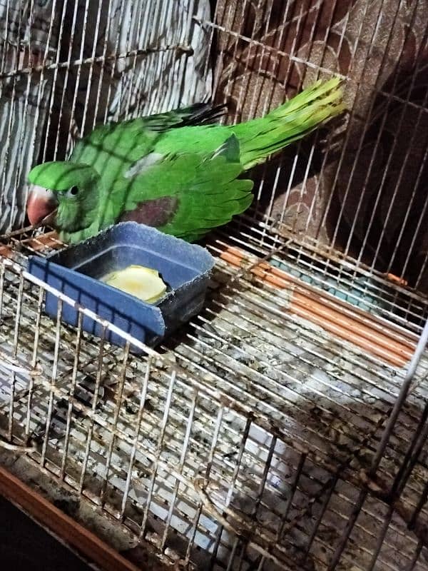 Kashmiri Pahari Raw Parrot Chick 3