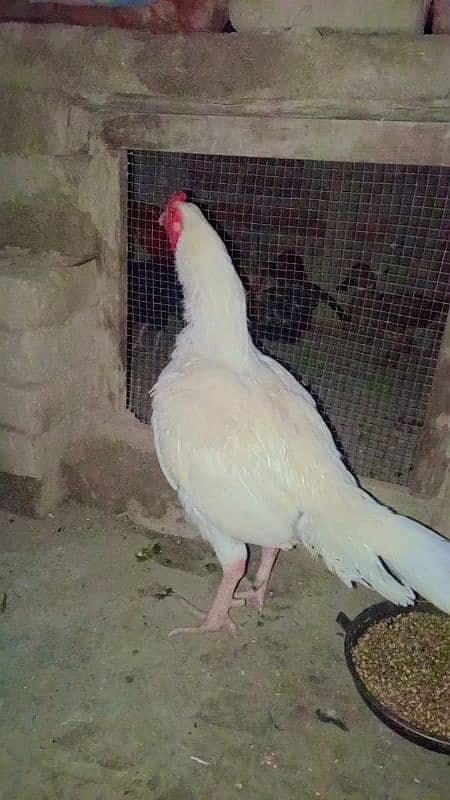 aseel Heera male 2 years age breeder male 1