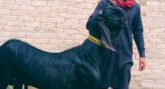 Premium Black Desi Goat for Sale – 2 Teeth CALL "03278290878