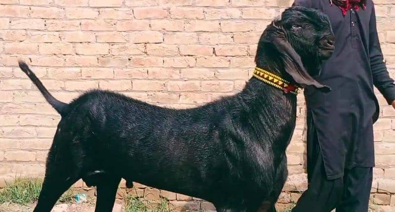 Premium Black Desi Goat for Sale – 2 Teeth CALL "03278290878 2