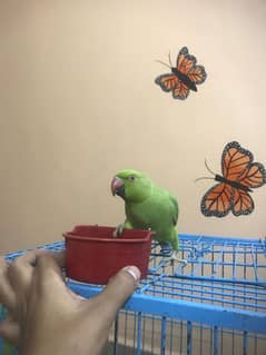 Ringneck parrot For Sale