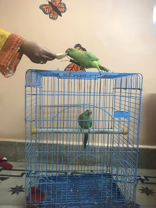 Ringneck parrot For Sale 1