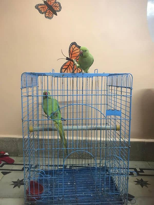 Ringneck parrot For Sale 2