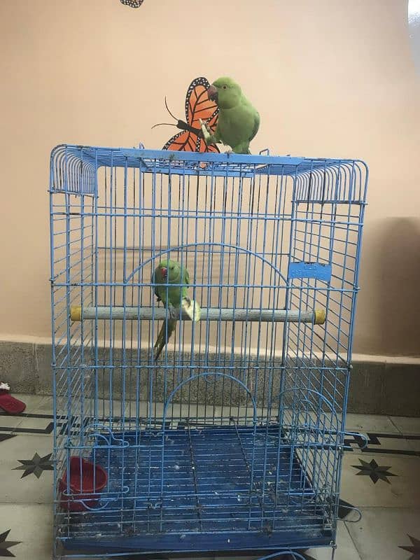 Ringneck parrot For Sale 3