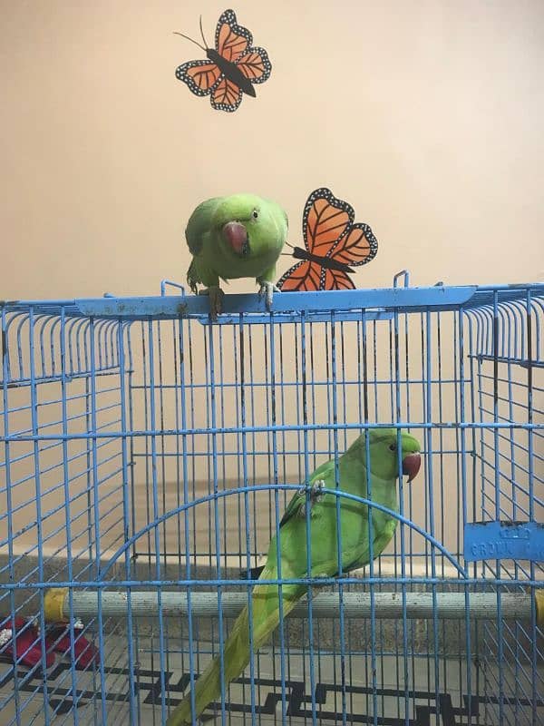 Ringneck parrot For Sale 4