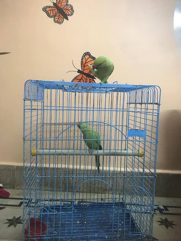 Ringneck parrot For Sale 5