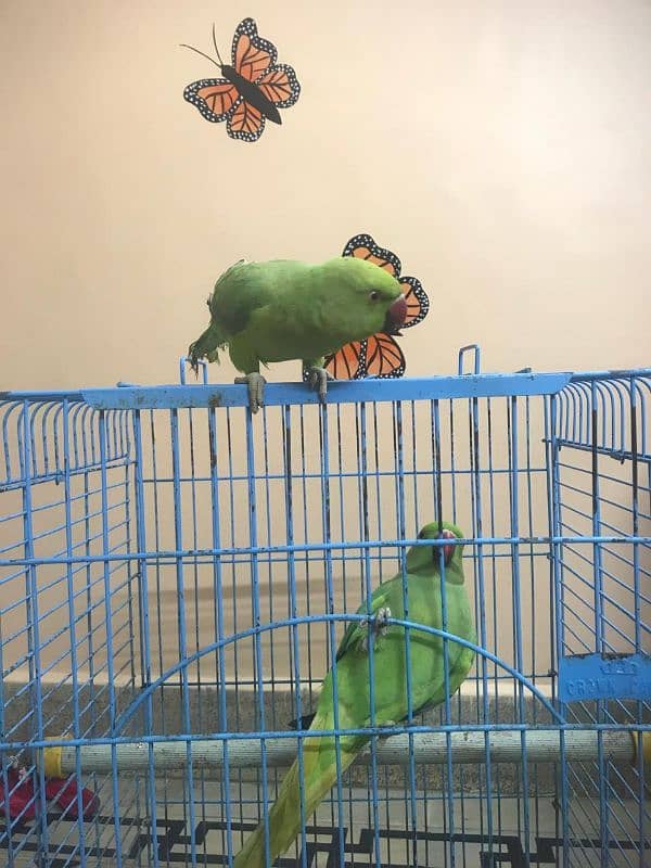 Ringneck parrot For Sale 7