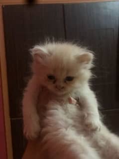 Persian cats available