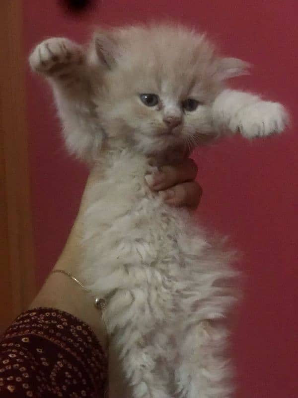 Persian cats available 1