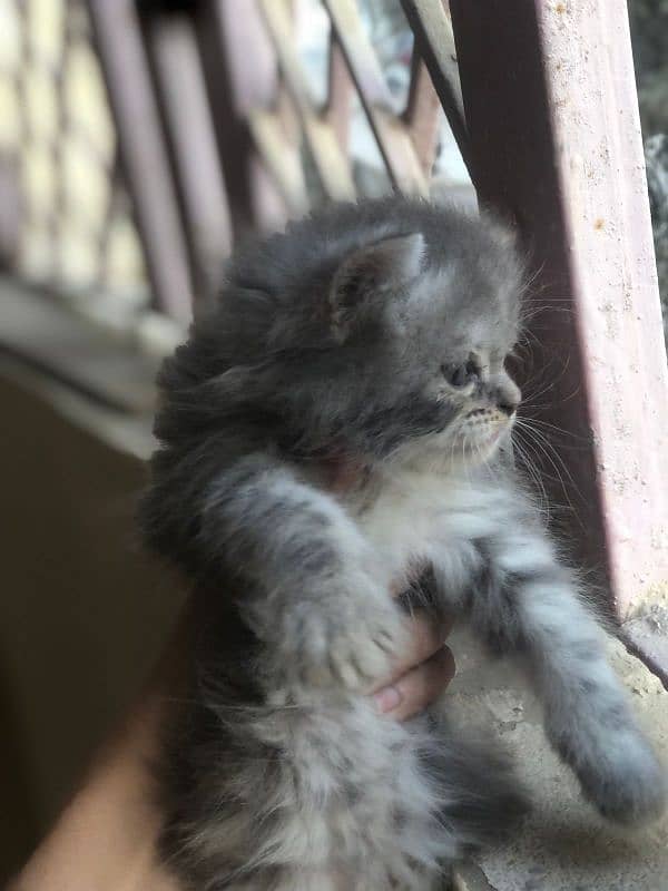 Persian cats available 3