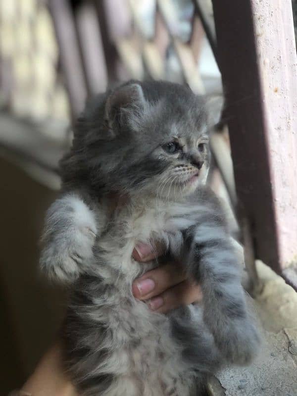 Persian cats available 5