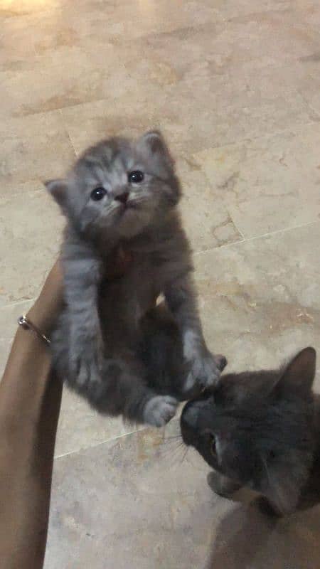 Persian cats available 7