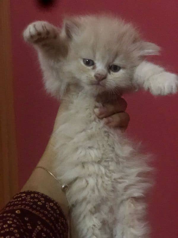 Persian cats available 8