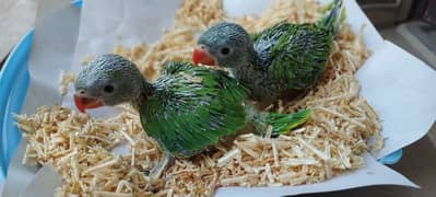 Green Ringeck Parrot Babies