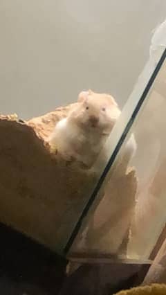 syrian hamster