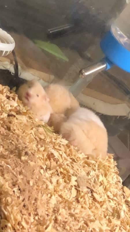 syrian hamster 1