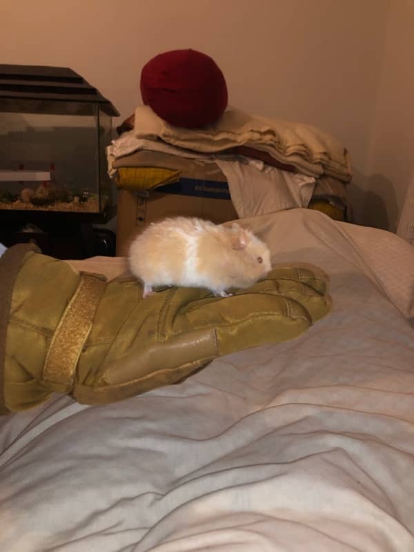 syrian hamster 2