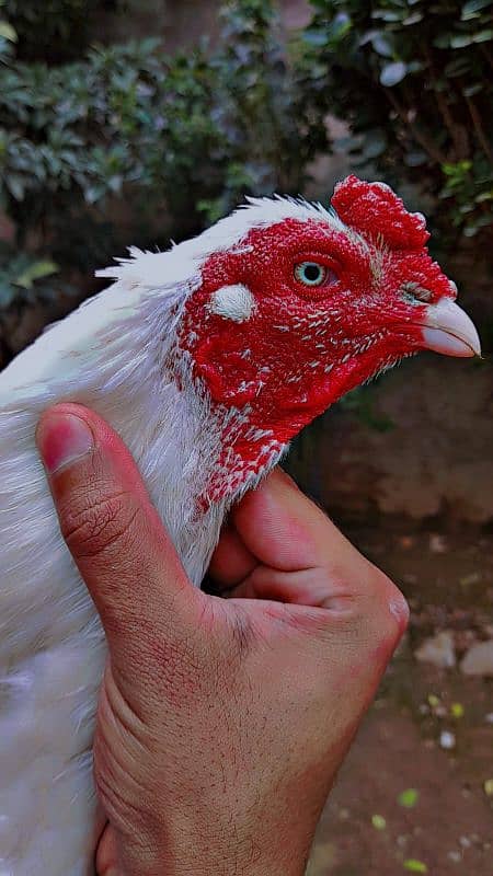 aseel eggs available only 12