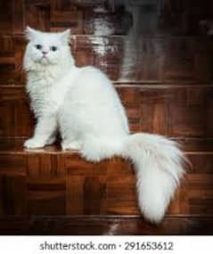 Best Persian Cat In Low Price