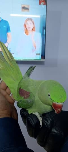 Raw parrot