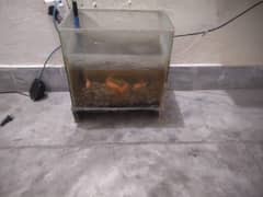 Fish and aqurium for sale