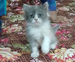 Properly Self Feed Calico Kitten For Sale In Faisalabad