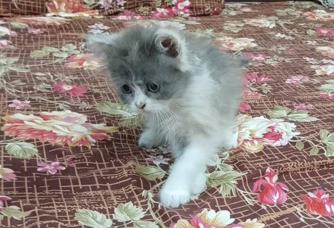 Properly Self Feed Calico Kitten For Sale In Faisalabad 1