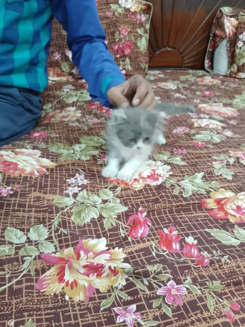 Properly Self Feed Calico Kitten For Sale In Faisalabad 2