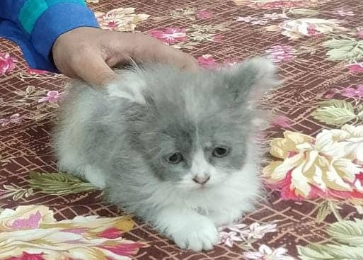 Properly Self Feed Calico Kitten For Sale In Faisalabad 3