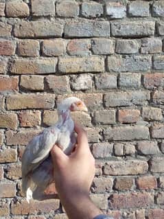 aseel heera chicks pair