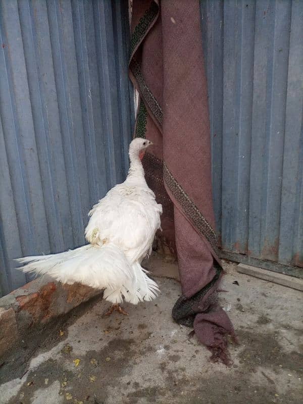 Turkey Female (White) 1