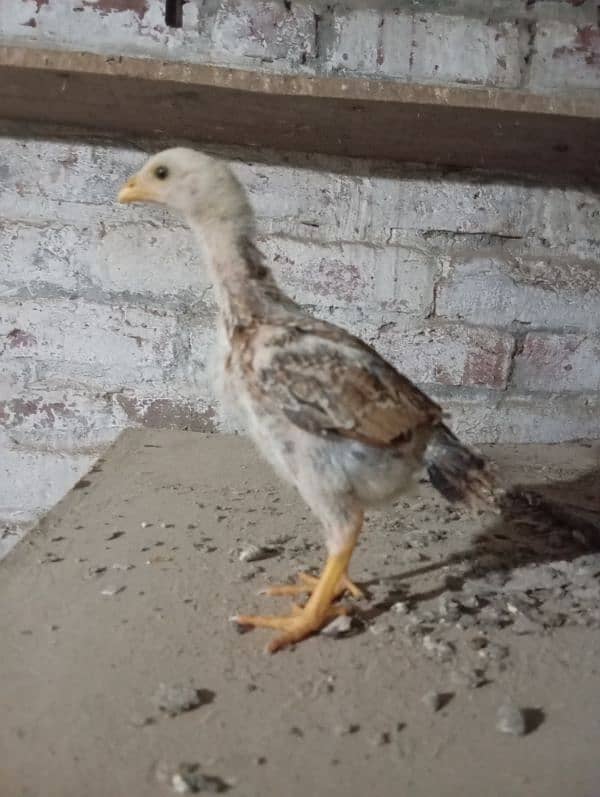 chicken for sale 4