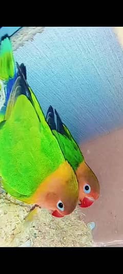 active health and breeder pair lovebird for sale