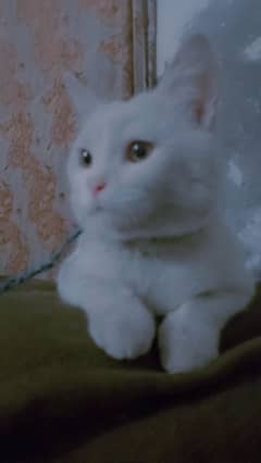 Turkish Angora cat Breed