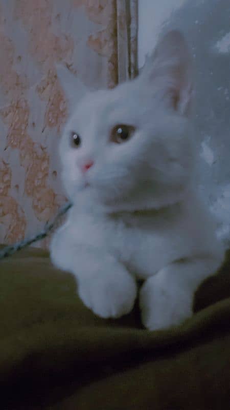 Turkish Angora cat Breed 0