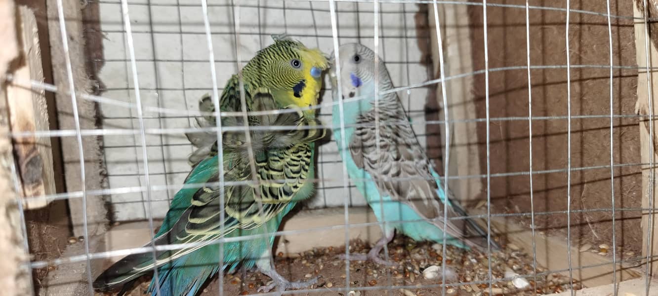 Hogoromo Male and simple female Breeder pair 1