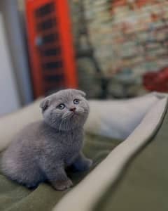 Scottish fold kitten for sale